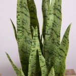 Искусственное растение Engard Sansevieria, 65 см (DW-11) Искусственное растение Engard Sansevieria, 65 см (DW-11)