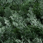 Декоративное зеленое покрытие-фитостена "Туя", Engard 50*50 см (GCK-02) Декоративное зеленое покрытие-фитостена "Туя", Engard 50*50 см (GCK-02)
