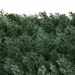Декоративное зеленое покрытие-фитостена "Туя", Engard 50*50 см (GCK-02) Декоративное зеленое покрытие-фитостена "Туя", Engard 50*50 см (GCK-02)