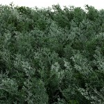 Декоративное зеленое покрытие-фитостена "Туя", Engard 50*50 см (GCK-02) Декоративное зеленое покрытие-фитостена "Туя", Engard 50*50 см (GCK-02)