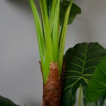 Искусственное растение Engard Taro , 170 см (DW-06) Искусственное растение Engard Taro , 170 см (DW-06)