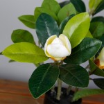 Искусственное растение Engard Magnolia, 40 см (DW-16) Искусственное растение Engard Magnolia, 40 см (DW-16)