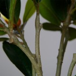 Искусственное растение Engard Magnolia, 40 см (DW-16) Искусственное растение Engard Magnolia, 40 см (DW-16)