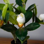 Искусственное растение Engard Magnolia, 40 см (DW-16) Искусственное растение Engard Magnolia, 40 см (DW-16)