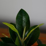 Искусственное растение Engard Magnolia, 40 см (DW-16) Искусственное растение Engard Magnolia, 40 см (DW-16)