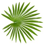 Искусственное растение Engard Fan Palm, 120 см (DW-27) Искусственное растение Engard Fan Palm, 120 см (DW-27)
