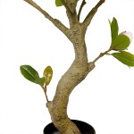 Искусственное растение Engard Magnolia, 150 см (DW-19) Искусственное растение Engard Magnolia, 150 см (DW-19)