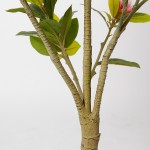 Искусственное растение Engard Magnolia, 150 см (DW-18) Искусственное растение Engard Magnolia, 150 см (DW-18)