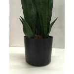 Искусственное растение Engard Sansevieria, 65 см (DW-10) Искусственное растение Engard Sansevieria, 65 см (DW-10)