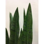 Искусственное растение Engard Sansevieria, 65 см (DW-10) Искусственное растение Engard Sansevieria, 65 см (DW-10)