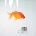 Шторка для ванної з PEVA Spirella 10.00097 GOLDFISH 180x200cm Fish Pattern Шторка для ванної з PEVA Spirella 10.00097 GOLDFISH 180x200cm Fish Pattern