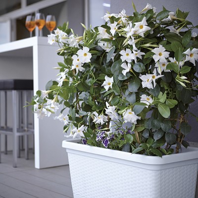 Мобильный ящик для цветов с автополивом Stefanplast Natural 80x40x34h см Мобильный ящик для цветов с автополивом Stefanplast Natural 80x40x34h см